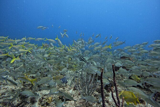 DiveCarib - An Eco-Friendly Certified Diver Trip in Antigua - Final Thoughts