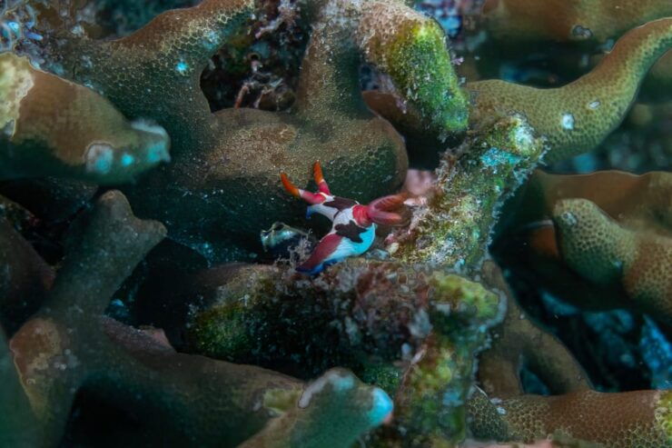 Diveheaven Lombok; 2 Boatdives With a Guide - How to Book Your Dive
