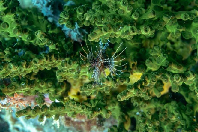 Diveheaven Lombok; 2 Boatdives With a Guide - Exploring Dive Sites