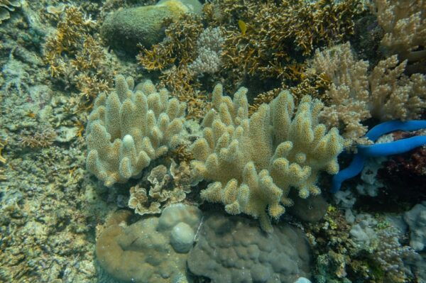Diveheaven Lombok; 2 Boatdives With a Guide - What to Bring for Your Dive