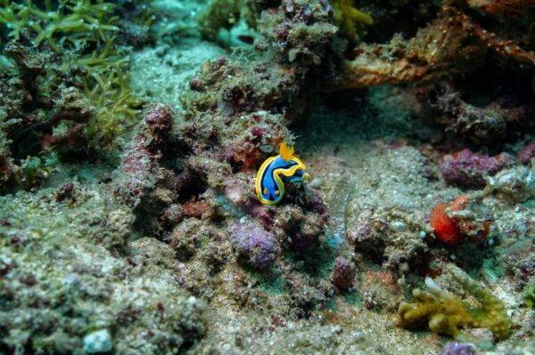 Diveheaven Lombok; 2 Boatdives With a Guide - Post-Dive Procedures and Insights