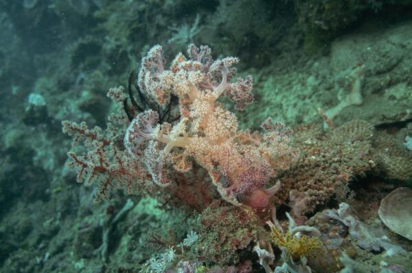 Diveheaven Lombok; 2 Boatdives With a Guide - Questions You May Have
