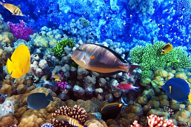 Diving and Snorkeling Day Trip By VIP Boat From Hurghada - How to Secure Your Spot
