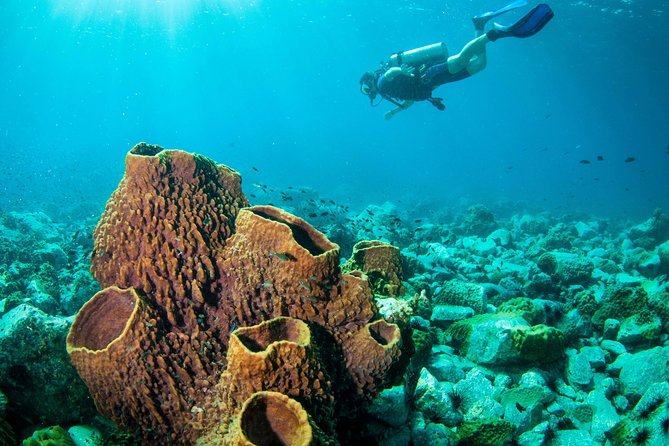 Diving at Koh Chang, Daytrip With 2 Dives - What To Expect