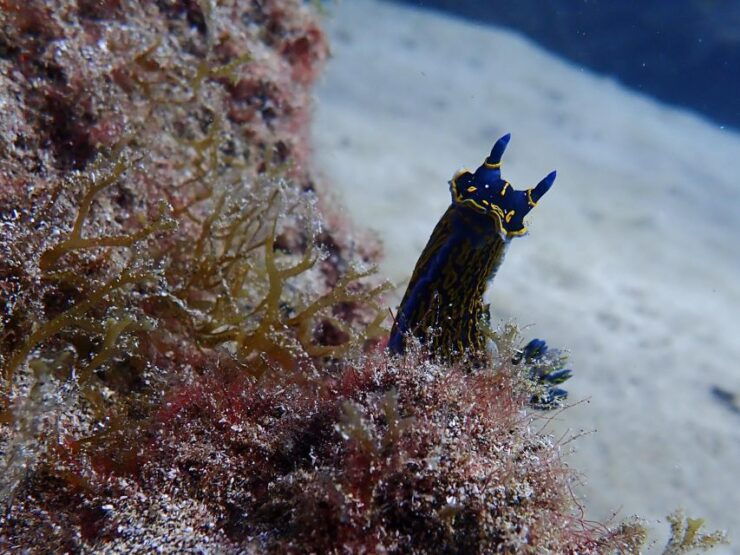 Diving at Lanzarote - 2 Guided Dives for Certified Divers - Diving Experience