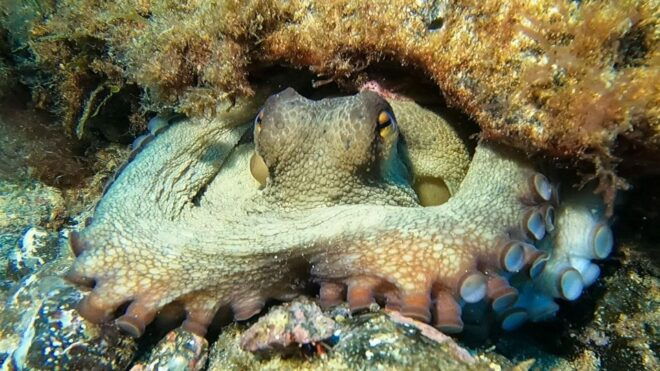 Diving at Lanzarote - 2 Guided Dives for Certified Divers - Preparation