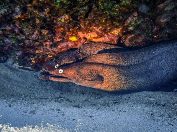 Diving at Lanzarote - 2 Guided Dives for Certified Divers - The Sum Up