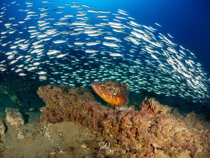 Diving Baptism With 1 Dive. - Safety Considerations