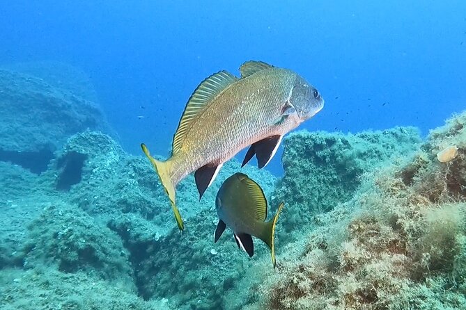 Diving Baptism With Cylinders (Introdive) at the Capo Carbonara Marine Protected Area - Dive Experience Inclusions