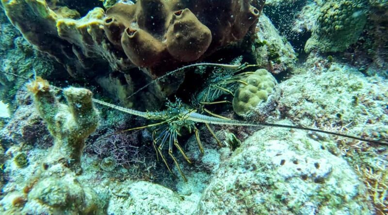 diving catalina island from punta cana - FAQs