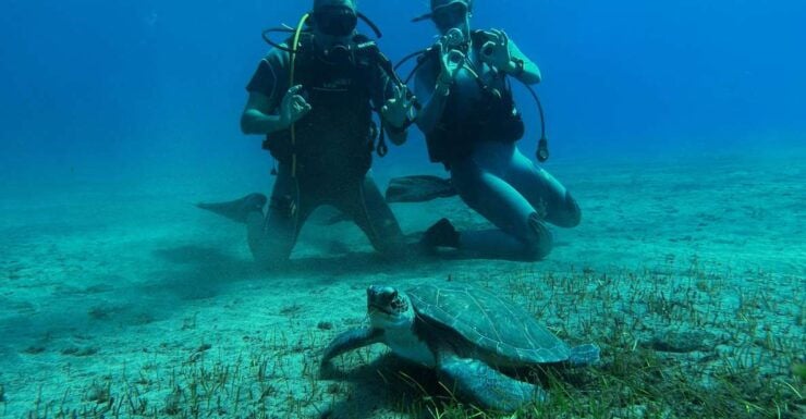 Diving Course for Beginners in Turtle Area Tenerife - Course Details