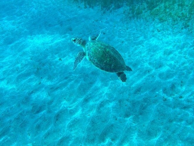 Diving Course for Beginners in Turtle Area Tenerife - Important Information