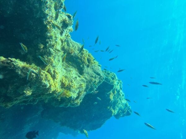 Diving Course for Beginners in Turtle Area Tenerife - Customer Reviews