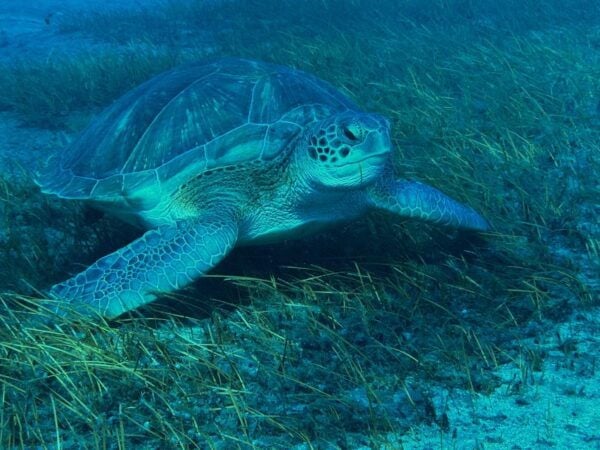 Diving Course for Beginners in Turtle Area Tenerife - Safety Guidelines