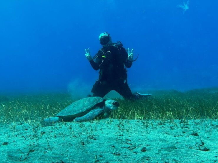 Diving Course for Beginners in Turtle Area Tenerife - Course Overview