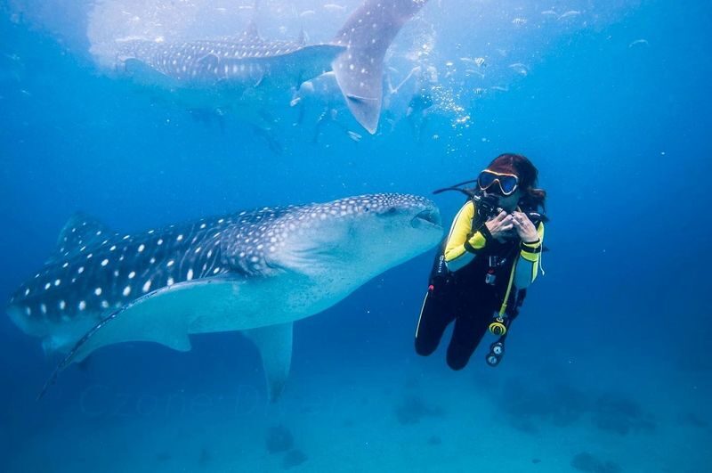 Diving Experience by SSI Czone Dive Center in Koh Tao - Two boat sessions, with equipment included