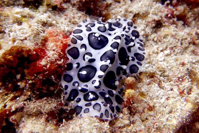 Diving for Certified Divers, 2 Tanks Sosúa Bay - Range of Dive Sites