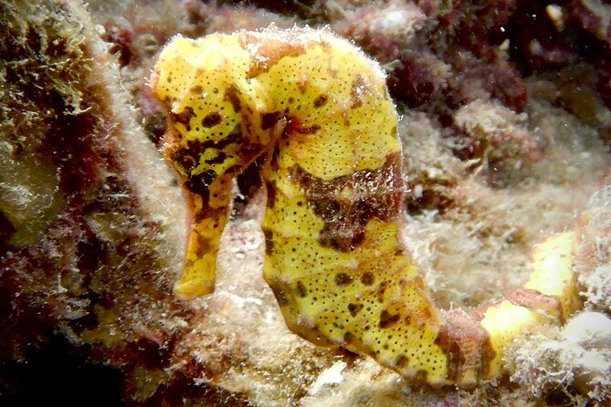 Diving for Certified Divers, 2 Tanks Sosúa Bay - Cancellation Policy