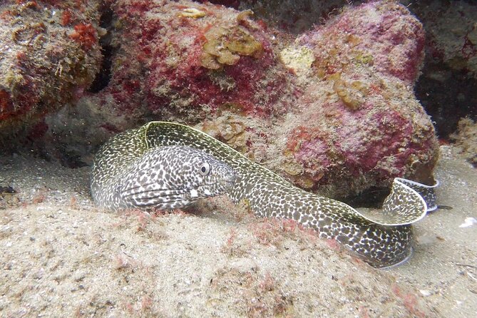 Diving for Certified Divers, 2 Tanks Sosúa Bay - Common Questions
