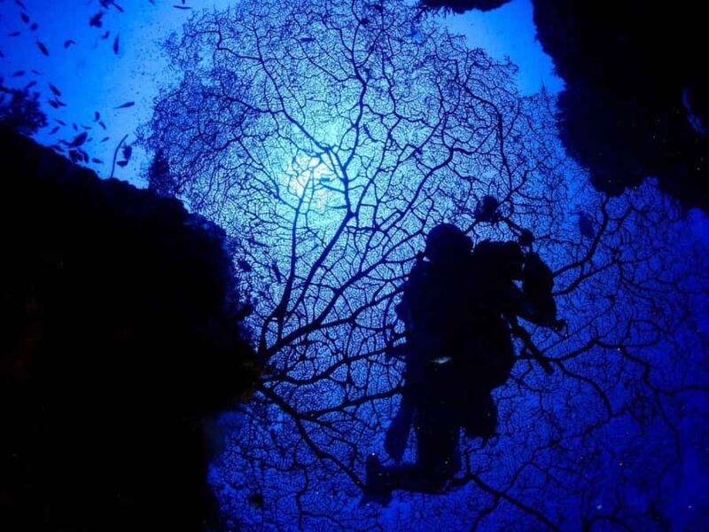 Diving in Boracay: Fundive for Certified Divers - Why Choose This Dive Experience in Boracay?