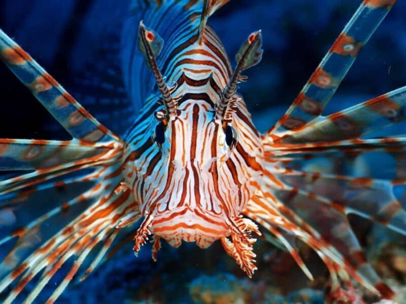 Diving in Boracay: Fundive for Certified Divers - Practical Details and Logistics