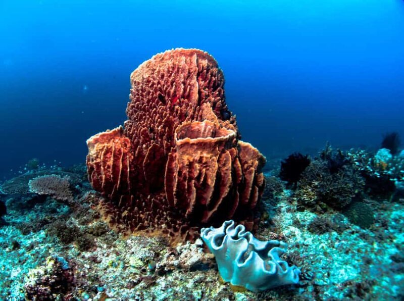 Diving in Boracay: Fundive for Certified Divers - Final Thoughts: Is This Dive Tour Worth It?