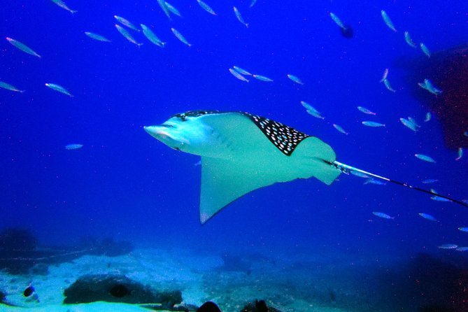 Diving in Cancun for Certified Divers 2 Dives All Inclusive - Meeting Point and Tour Schedule