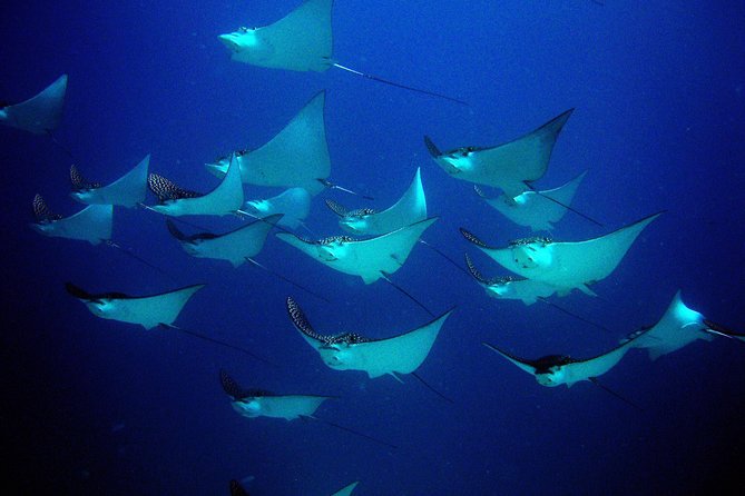 Diving in Cancun for Certified Divers 2 Dives All Inclusive - Common Questions