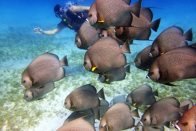 Diving in Cancun for Certified Divers 2 Dives All Inclusive - The Sum Up