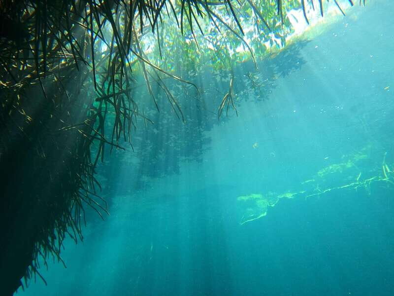 DIVING IN MAYAN CENOTES; THE LARGEST AQUIFER IN THE WORLD - An In-Depth Look at the Cenotes Diving Experience
