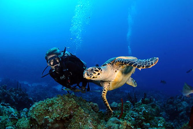 Diving in Paphos (2 X Shore Dive + Photos) - Dive Sites and Exploration