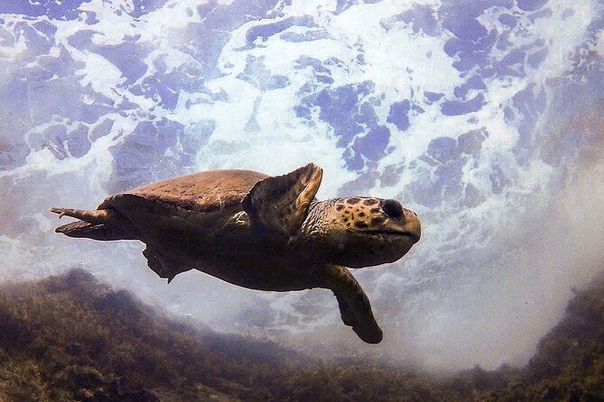 Diving in Paphos (2 X Shore Dive + Photos) - Frequently Asked Questions