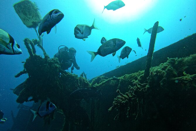 Diving in Paphos (2 X Shore Dive + Photos) - The Sum Up