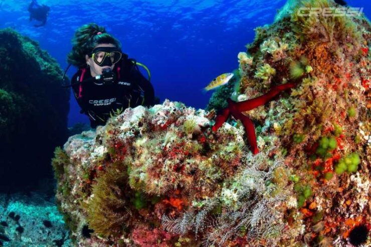 Diving Is Fun!!! for Certified Divers - Good To Know