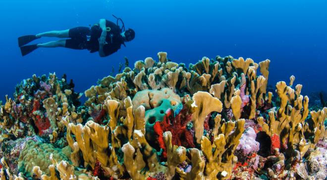 Diving + MUSA - Participant Restrictions