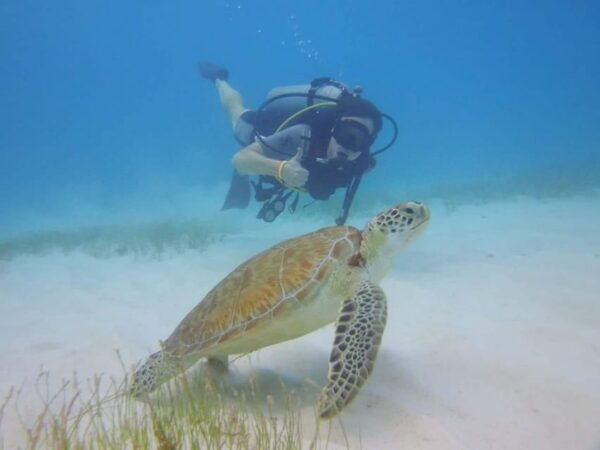 Diving + MUSA - Discover the Underwater Museum
