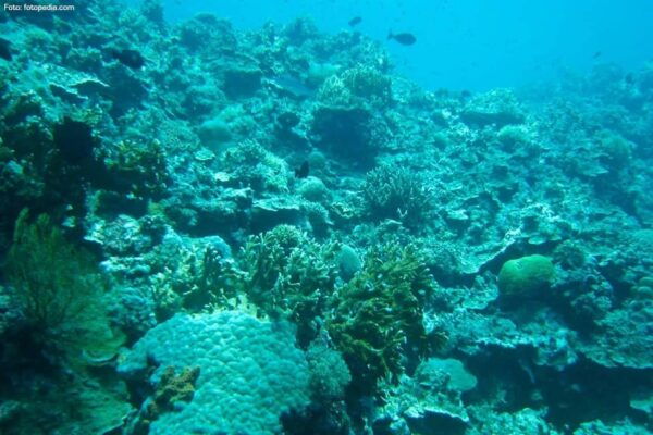 Diving + MUSA - Frequently Asked Questions