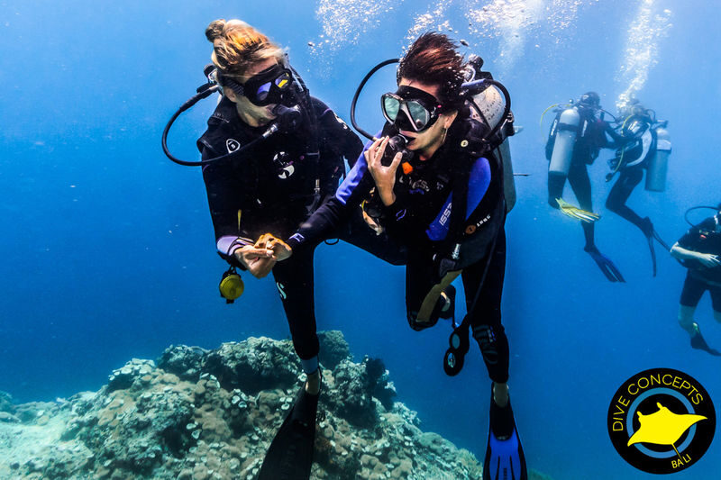Diving / Open Water Course at Menjangan Marine Park by Dive Concepts - The Open Water Course is a bigger commitment