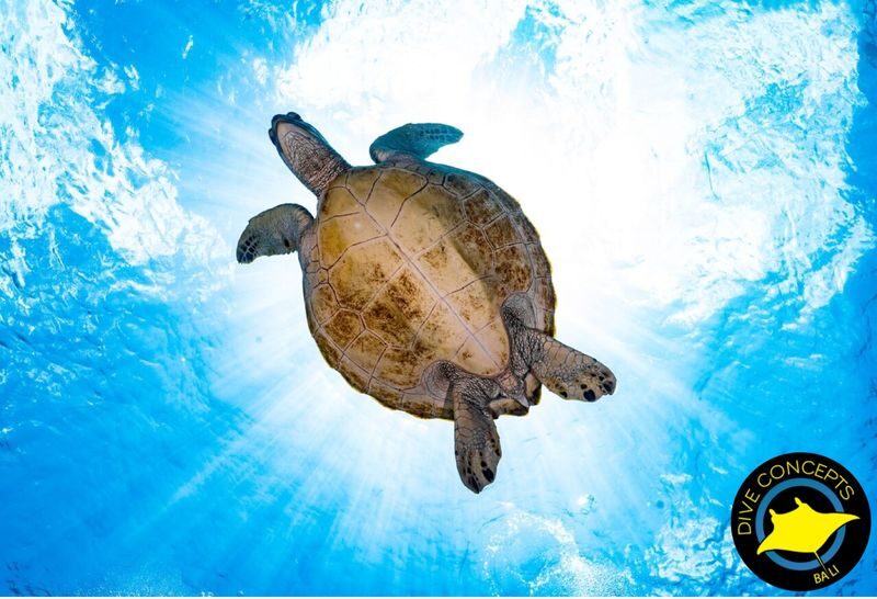 Diving / Open Water Course at Menjangan Marine Park by Dive Concepts - Certified and beginner day trips are different packages