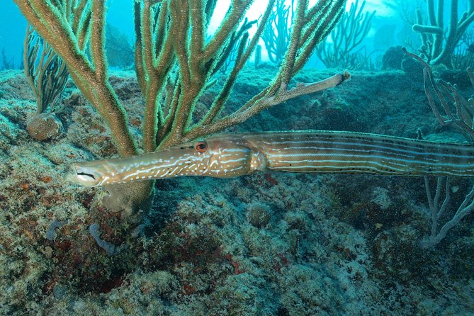 Diving Package Sea and Cenotes - Inclusions
