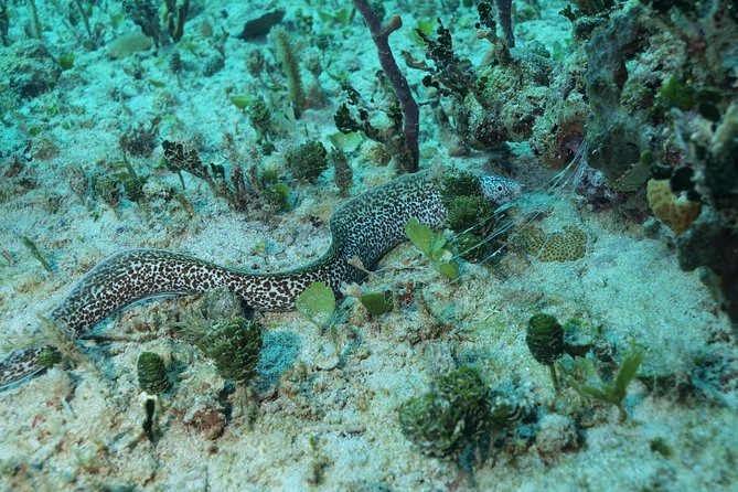 Diving Package Sea and Cenotes - Cancellation Policy