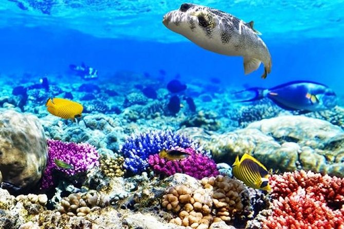 Diving & Snorkeling Boat Trip to Ras Mohamed Sharm El Sheikh - Frequently Asked Questions