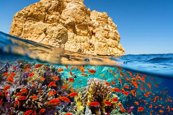 Diving & Snorkeling Boat Trip to Ras Mohamed Sharm El Sheikh - The Sum Up