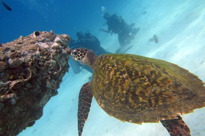 Diving Tour for Certified Divers From Koh Samui - Tour Details
