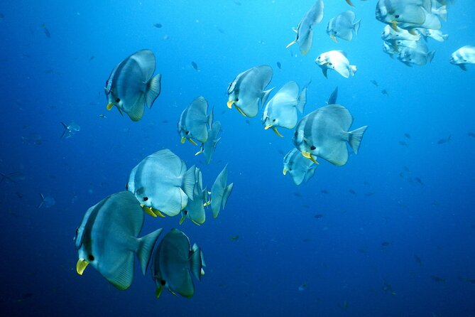 Diving Tour for Certified Divers From Koh Samui - Directions