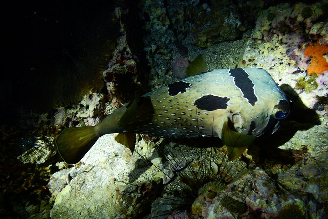 Diving Tour for Certified Divers From Koh Samui - The Sum Up