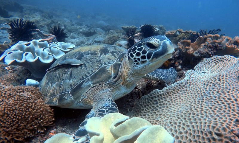 Diving Tour for Non-Certified Divers by Bali Diving - The USAT Liberty makes Tulamben special