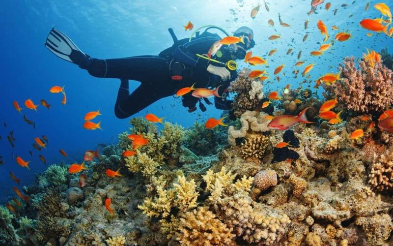 Diving Tour from Alanya & Side with Lunch - 2 Dives Included - Good To Know