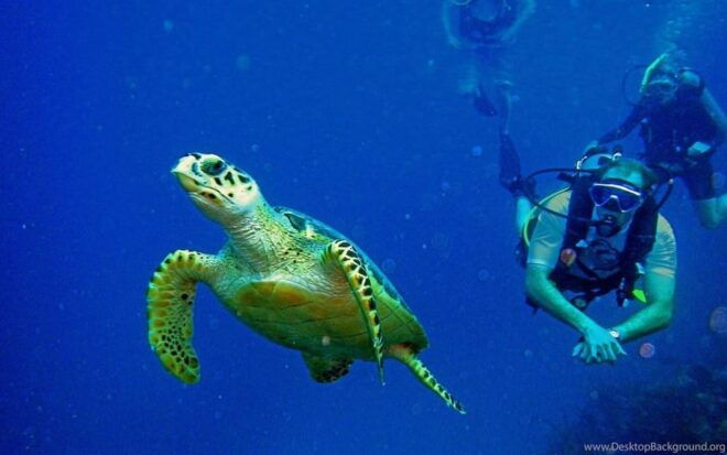 Diving Tour From Side With Lunch Included - Safety Guidelines