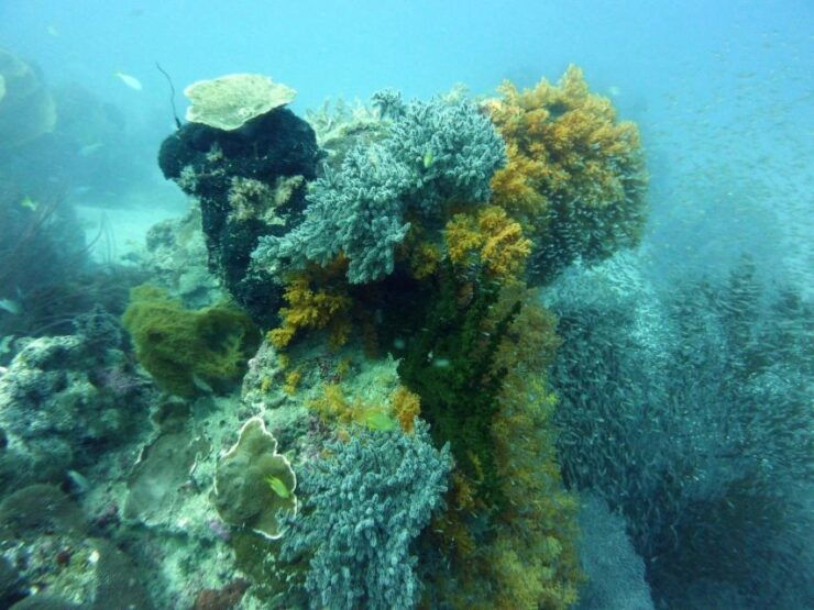 Diving Tour Karimunjawa (Private Tour) - Booking Details